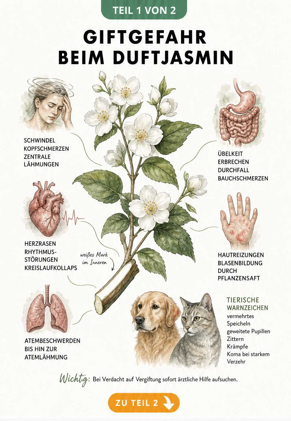 Botanische Illustration eines Duftjasmin-Zweigs mit Vergiftungssymptomen bei Mensch und Tier