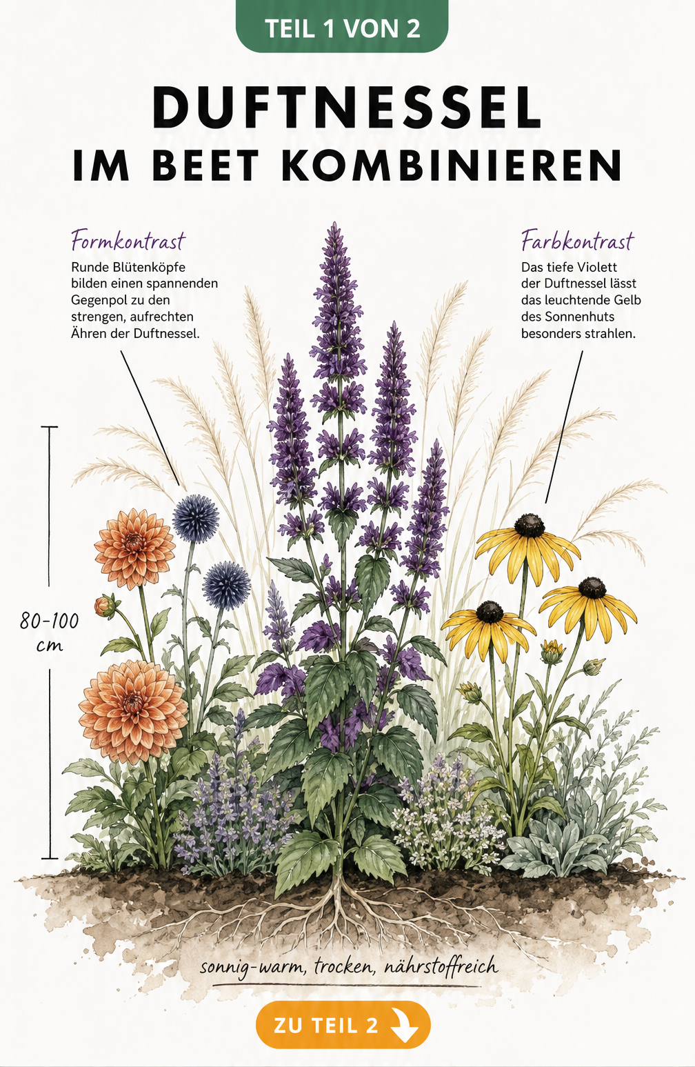 Botanische Illustration eines Staudenbeets mit violetter Duftnessel, oranger Ball-Dahlie, blauer Kugeldistel und gelbem Sonnenhut