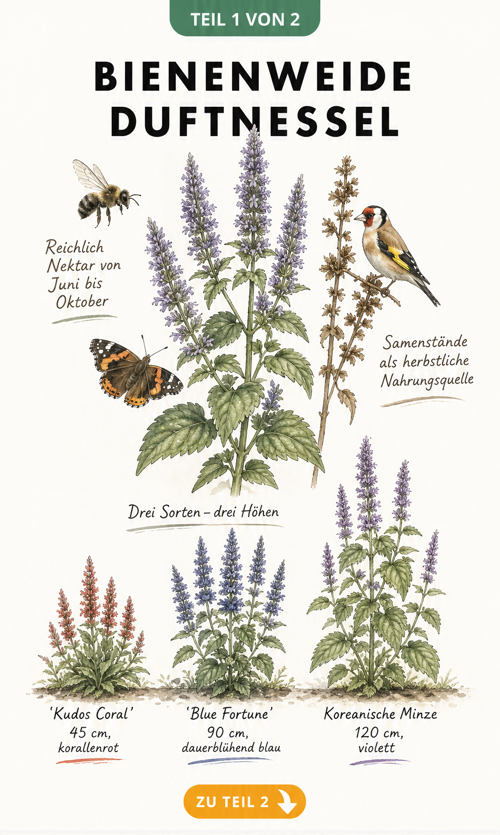 Botanische Illustration einer Anis-Duftnessel mit Wildbiene und Schmetterling sowie Groessenvergleich dreier Sorten