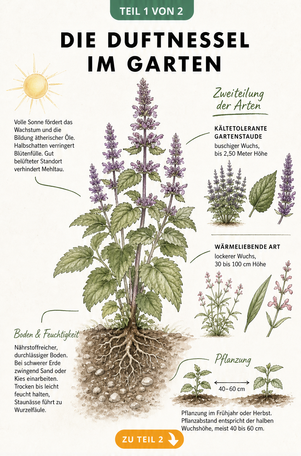 Botanische Illustration einer blühenden Duftnessel mit Details zu Standort, Bodenbeschaffenheit und Pflanzabstand