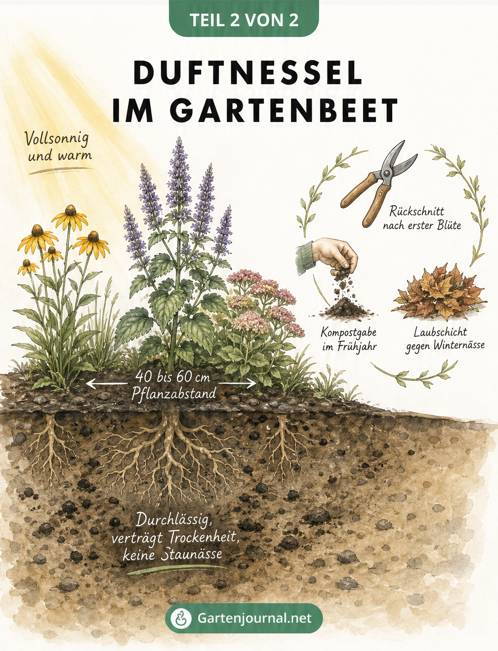 Querschnitt durch ein Gartenbeet mit Duftnessel, Sonnenhut und Fetthenne sowie Pflegetipps im Jahreszyklus