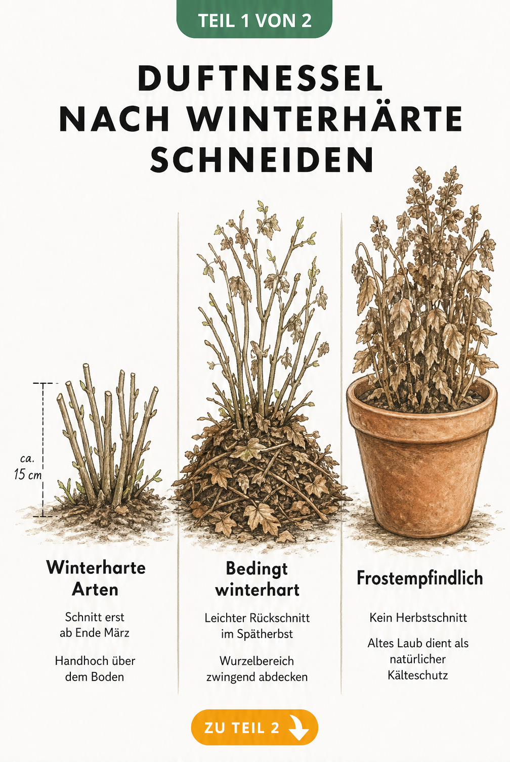 Illustration von drei Duftnessel-Pflanzen im Winter: winterhart, bedingt winterhart und frostempfindlich mit entsprechenden Schnitt- und Schutzmaßnahmen.