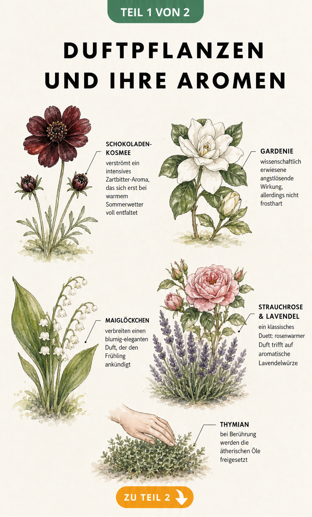 Botanische Illustration von Duftpflanzen wie Schokoladen-Kosmee, Gardenie, Maiglöckchen und Rose mit Lavendel