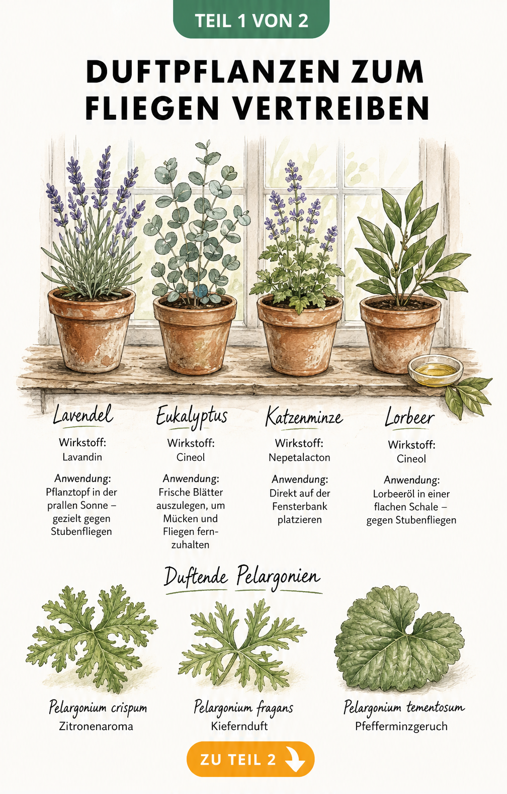 Illustration von Duftpflanzen wie Lavendel, Eukalyptus, Katzenminze und Lorbeer auf einer Fensterbank zur Abwehr von Fliegen.