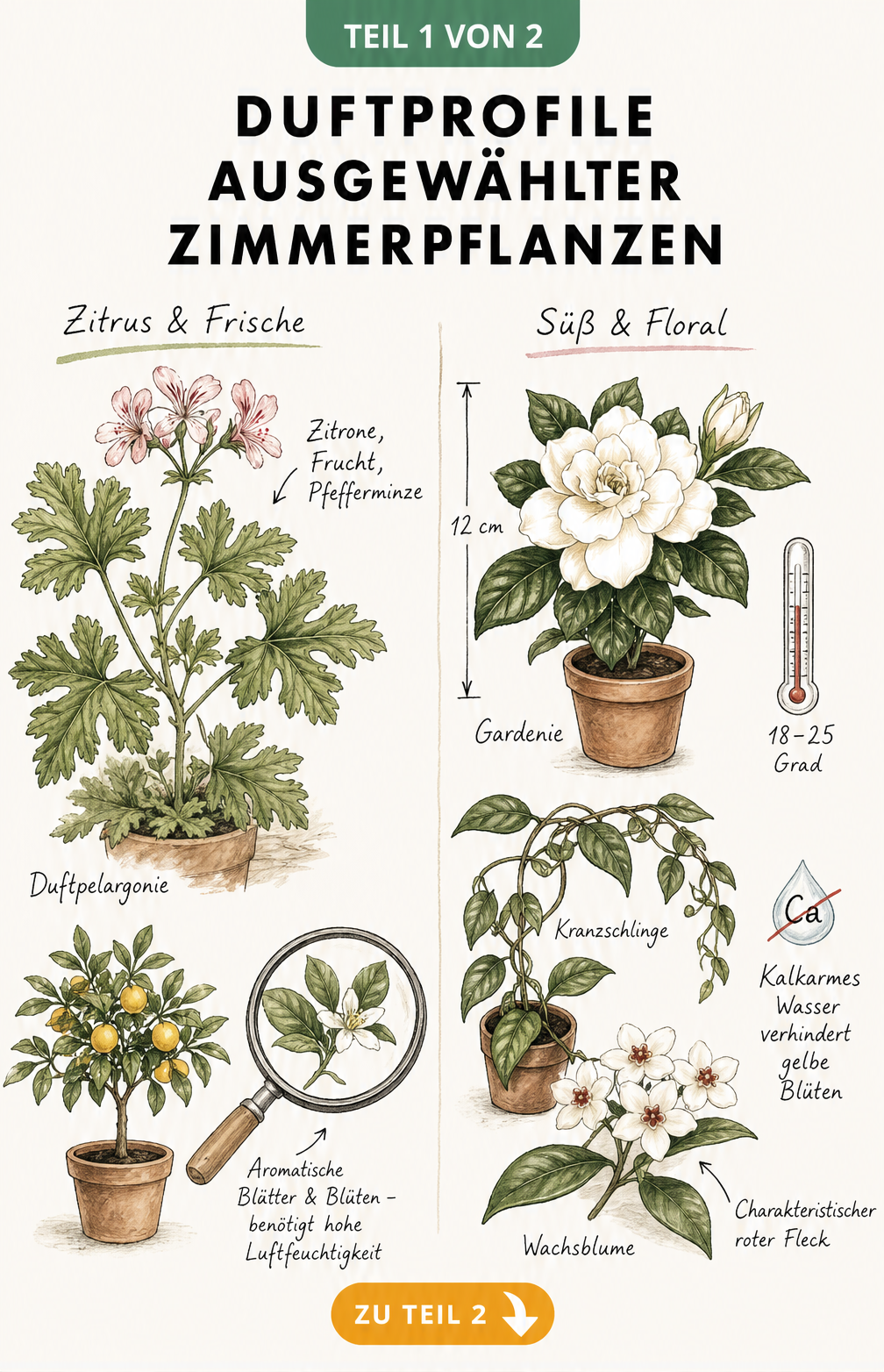Botanische Illustration von Duftpelargonie, Zitrusbäumchen, Gardenie, Kranzschlinge und Wachsblume mit Notizen zu ihren Duftprofilen