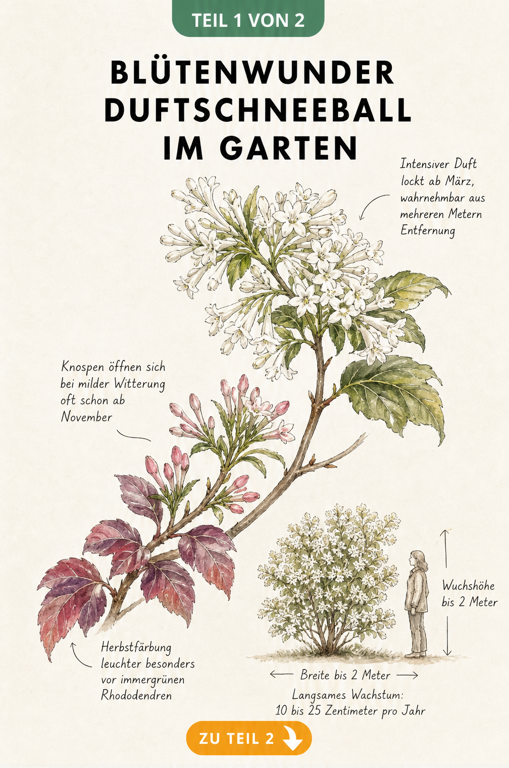 Botanische Illustration eines Duftschneeball-Zweigs mit Herbstlaub, Knospen und weißen Blüten sowie Wuchshöhe