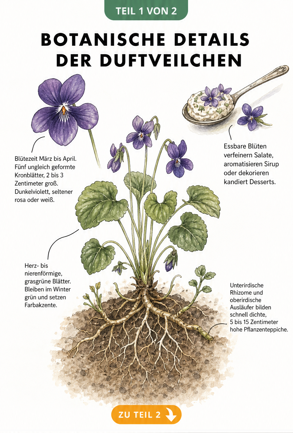 Botanische Illustration eines Duftveilchens mit Details zu Blüte, Blättern und Wurzelwerk