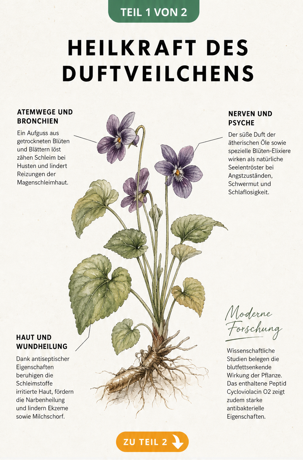 Botanische Illustration eines Duftveilchens mit Erklärungen zur Heilwirkung auf Atemwege, Psyche und Haut