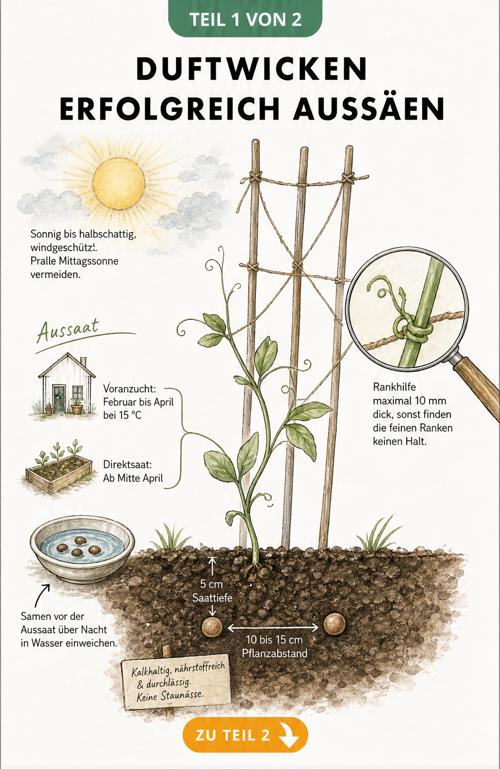 Querschnitt eines Gartenbeets mit Duftwicken-Samen, Keimling und Rankhilfe
