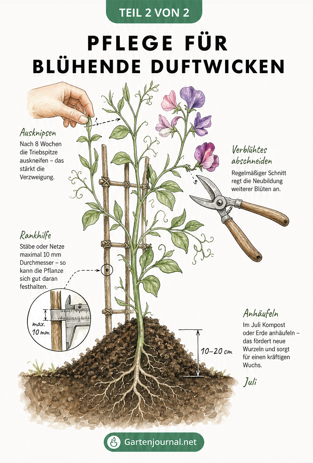 Illustration zur Pflege von Duftwicken: Anhäufeln, Rankhilfe, Schnitt und Auskneifen