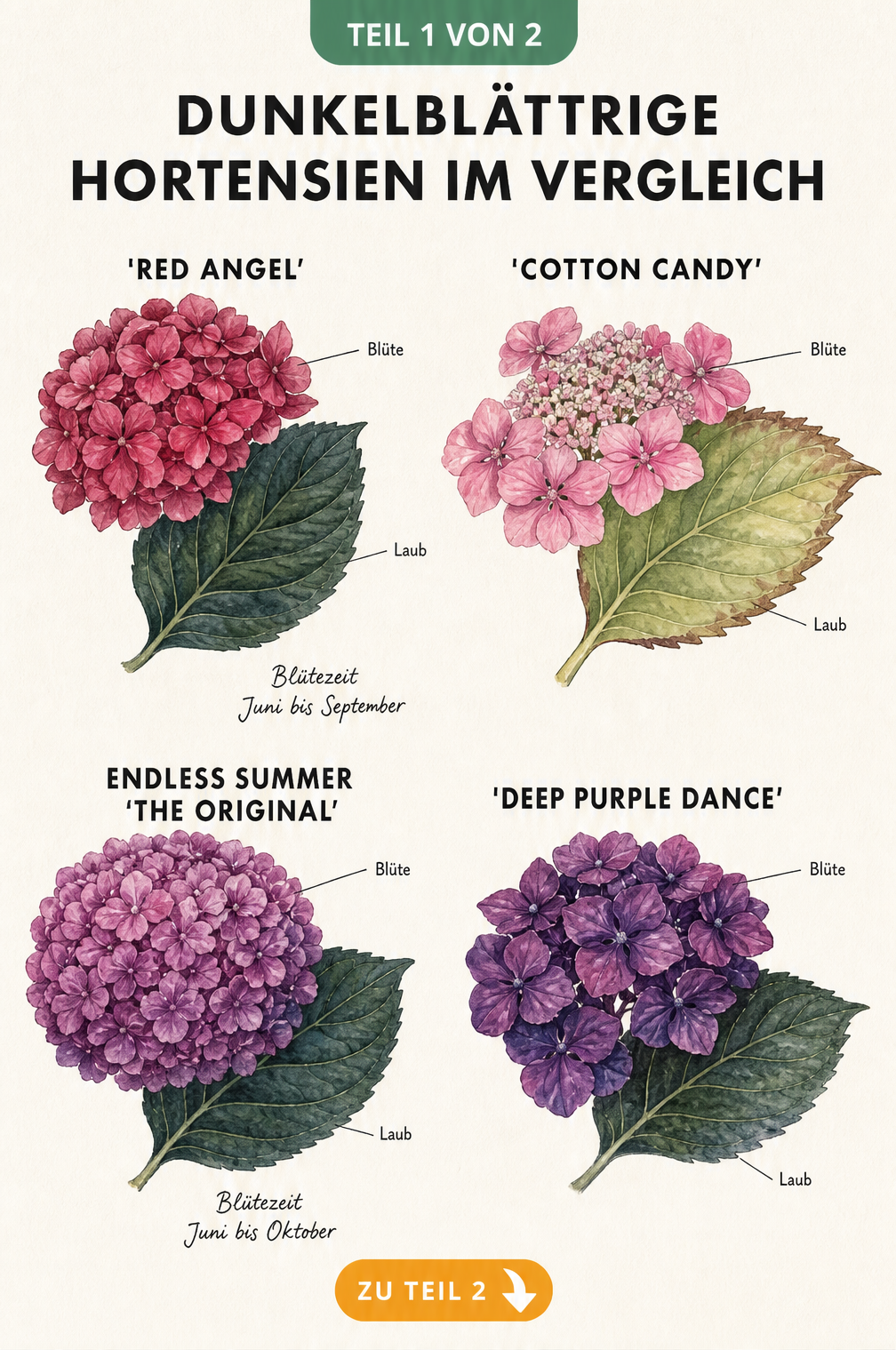 Botanische Illustration von vier dunkelblättrigen Hortensiensorten mit Blüten und Blättern im Vergleich