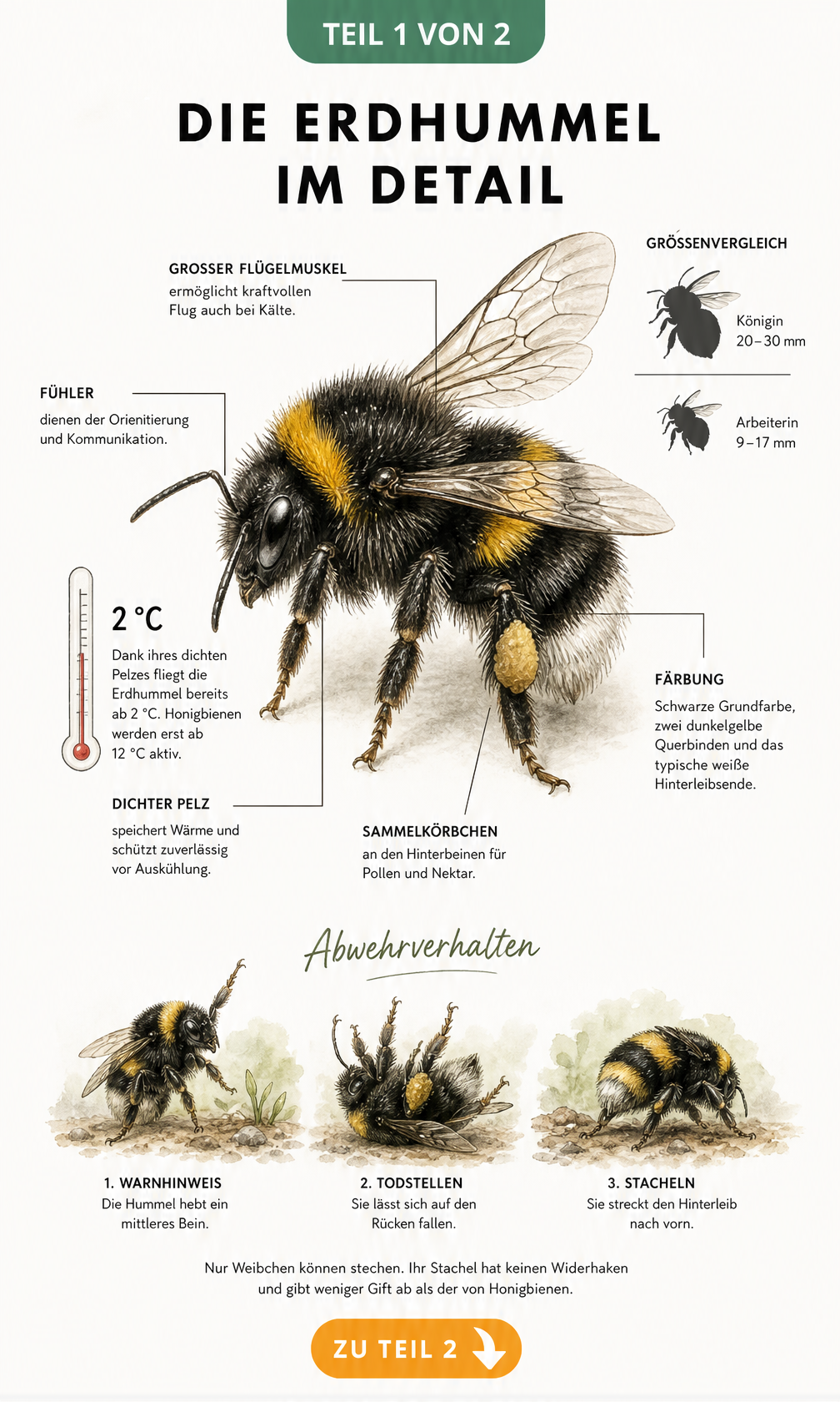 Illustration einer Dunklen Erdhummel mit Größenvergleich, Kälteresistenz und Abwehrverhalten