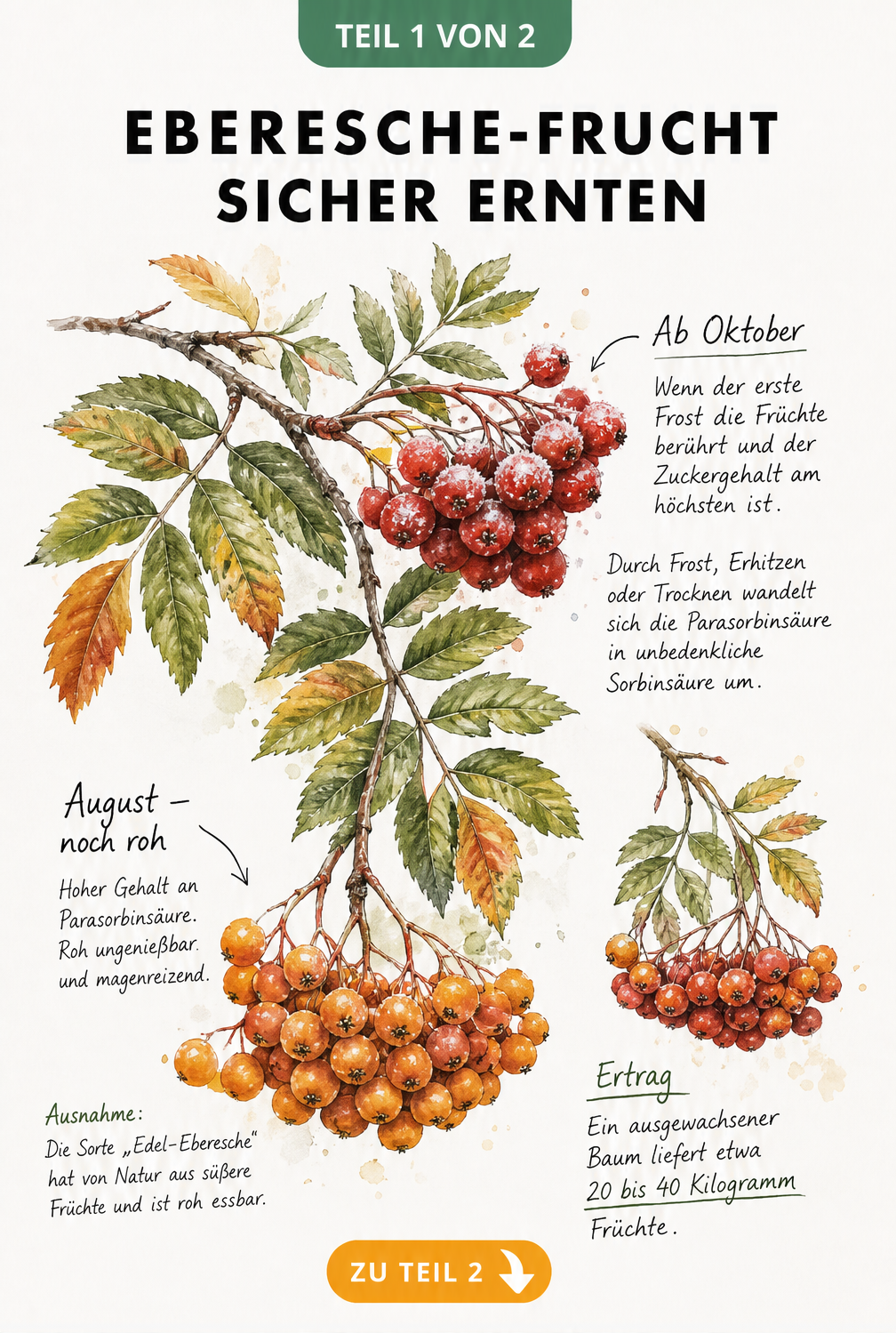 Botanische Illustration eines Ebereschen-Zweigs mit Beeren in verschiedenen Reifegraden und Ernte-Informationen