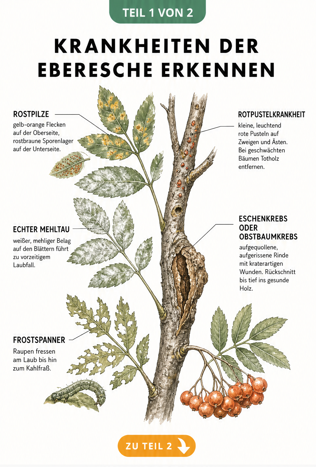 Botanische Illustration eines Ebereschen-Zweigs mit Schadbildern von Mehltau, Rostpilz, Frostspanner, Rotpustelkrankheit und Eschenkrebs