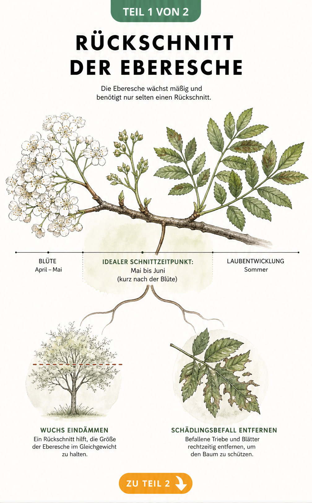 Botanische Illustration eines Ebereschen-Zweigs mit Zeitachse für den idealen Schnittzeitpunkt im Mai bis Juni.
