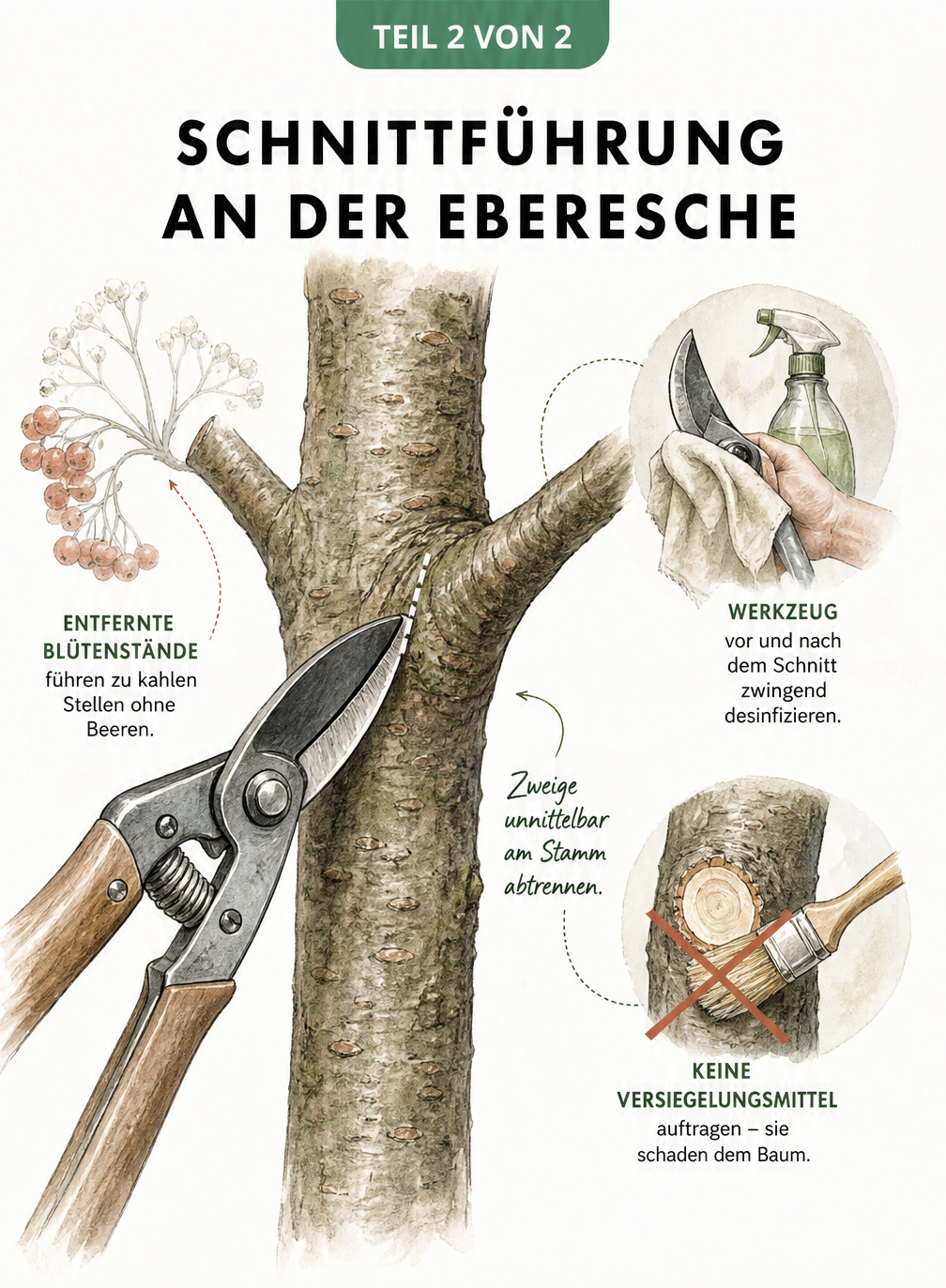 Nahaufnahme eines Ebereschen-Stammes, die zeigt, wie ein Seitenzweig mit einer Gartenschere direkt am Astring abgetrennt wird.