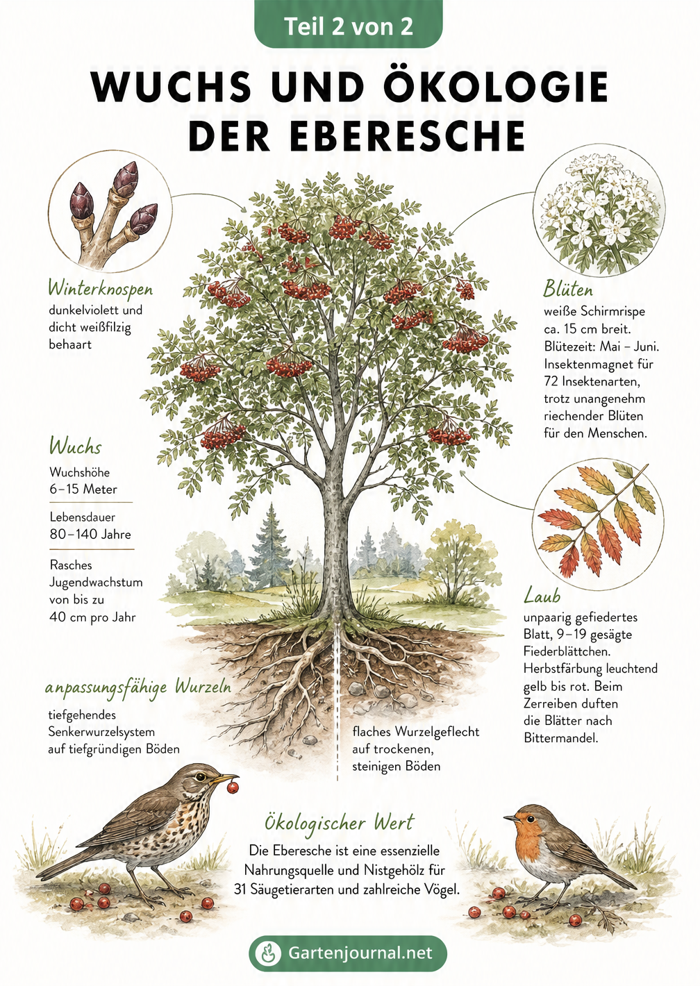 Botanische Illustration von Wuchs, Blättern, Blüten und Wurzeln der Eberesche