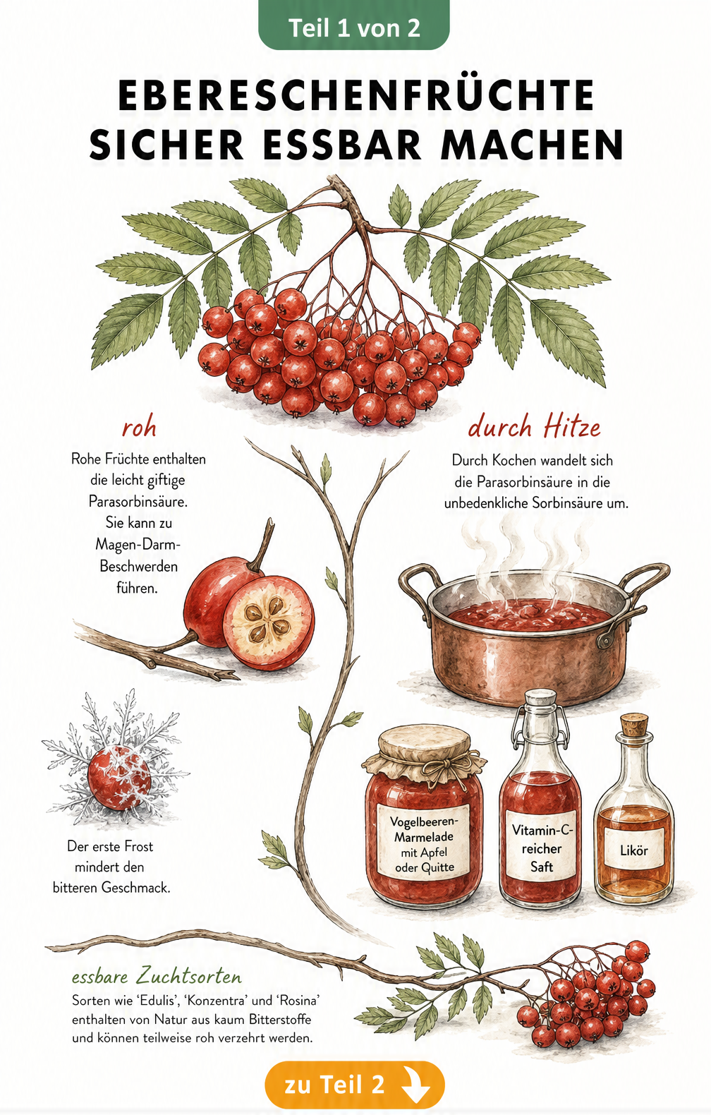 Illustration zur Zubereitung von Ebereschenfrüchten, roh und gekocht im Vergleich