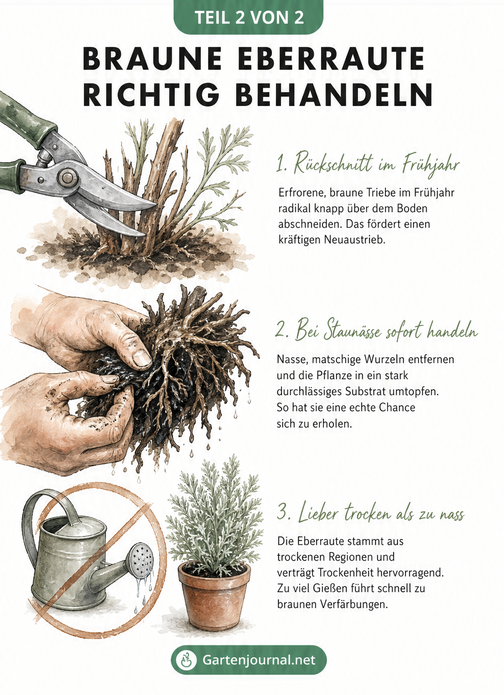 Illustration zur Behandlung einer braunen Eberraute durch Rückschnitt, Umtopfen bei Wurzelfäule und richtiges Gießen
