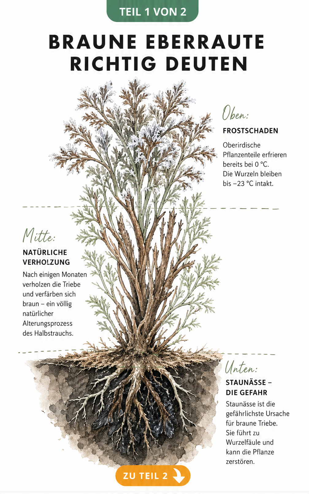 Botanische Illustration einer Eberraute, die Ursachen für braune Triebe wie Frost, Verholzung und Staunässe zeigt