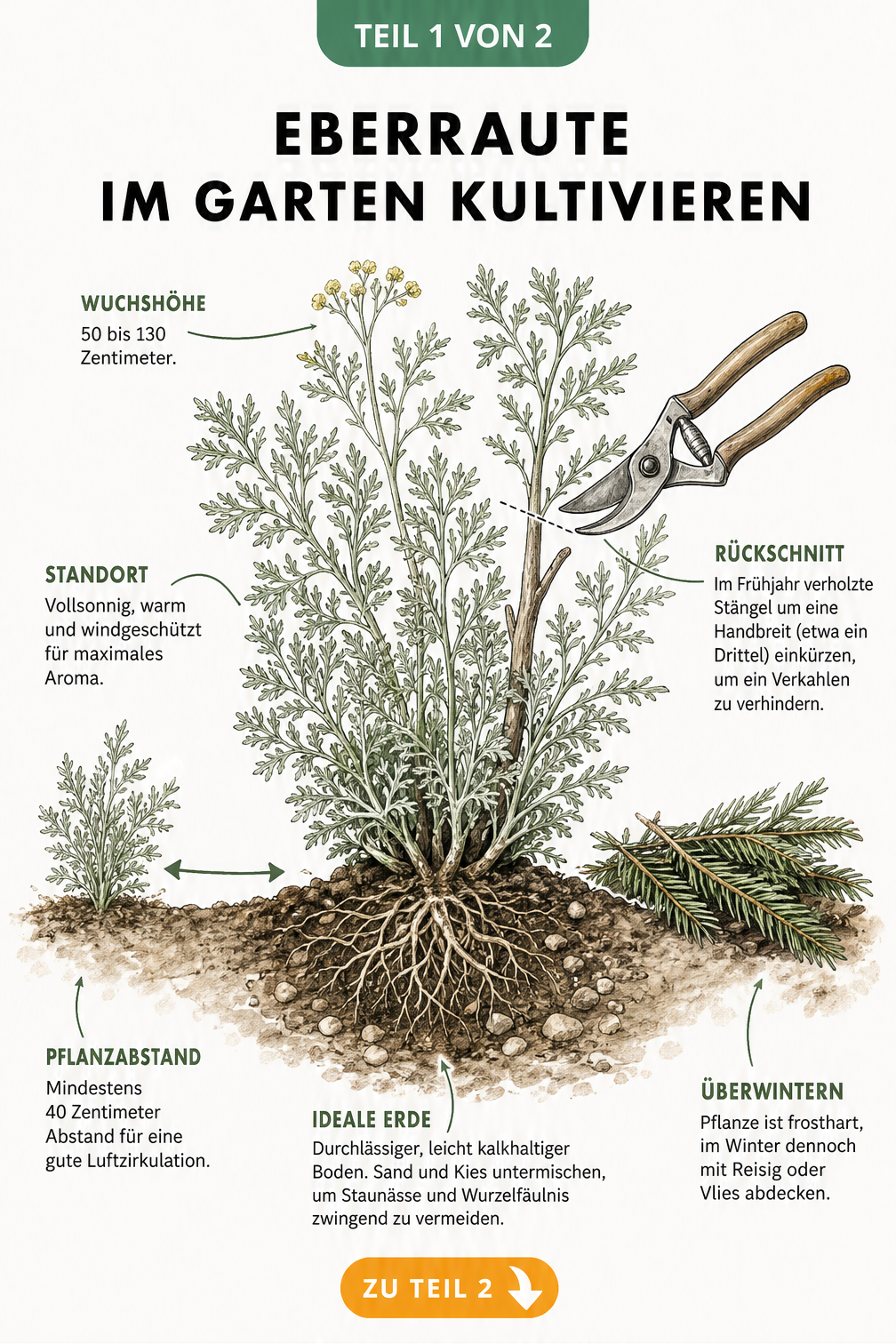 Botanische Illustration einer Eberraute im Beet mit Wurzelballen, Gartenschere und Tannenreisig