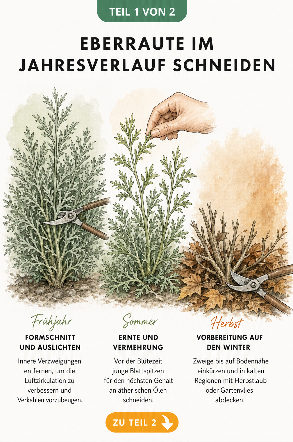 Botanische Illustration der Eberraute im Jahresverlauf mit Gartenschere beim Formschnitt, Ernten und Rückschnitt