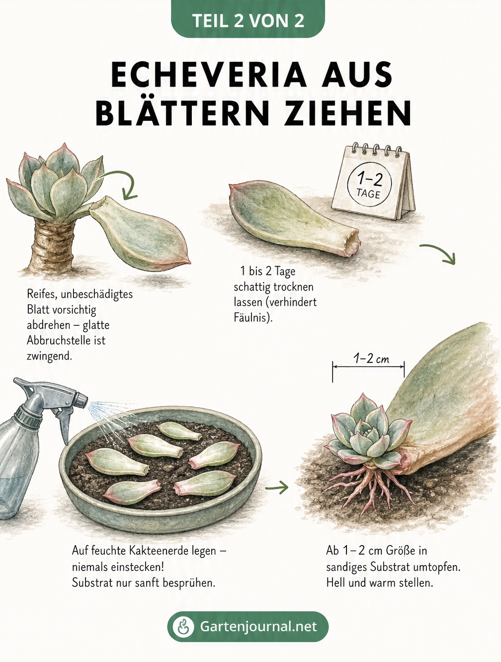 Illustration zur Vermehrung einer Echeveria aus Blattstecklingen, vom Abdrehen des Blattes bis zur Bildung einer neuen Rosette