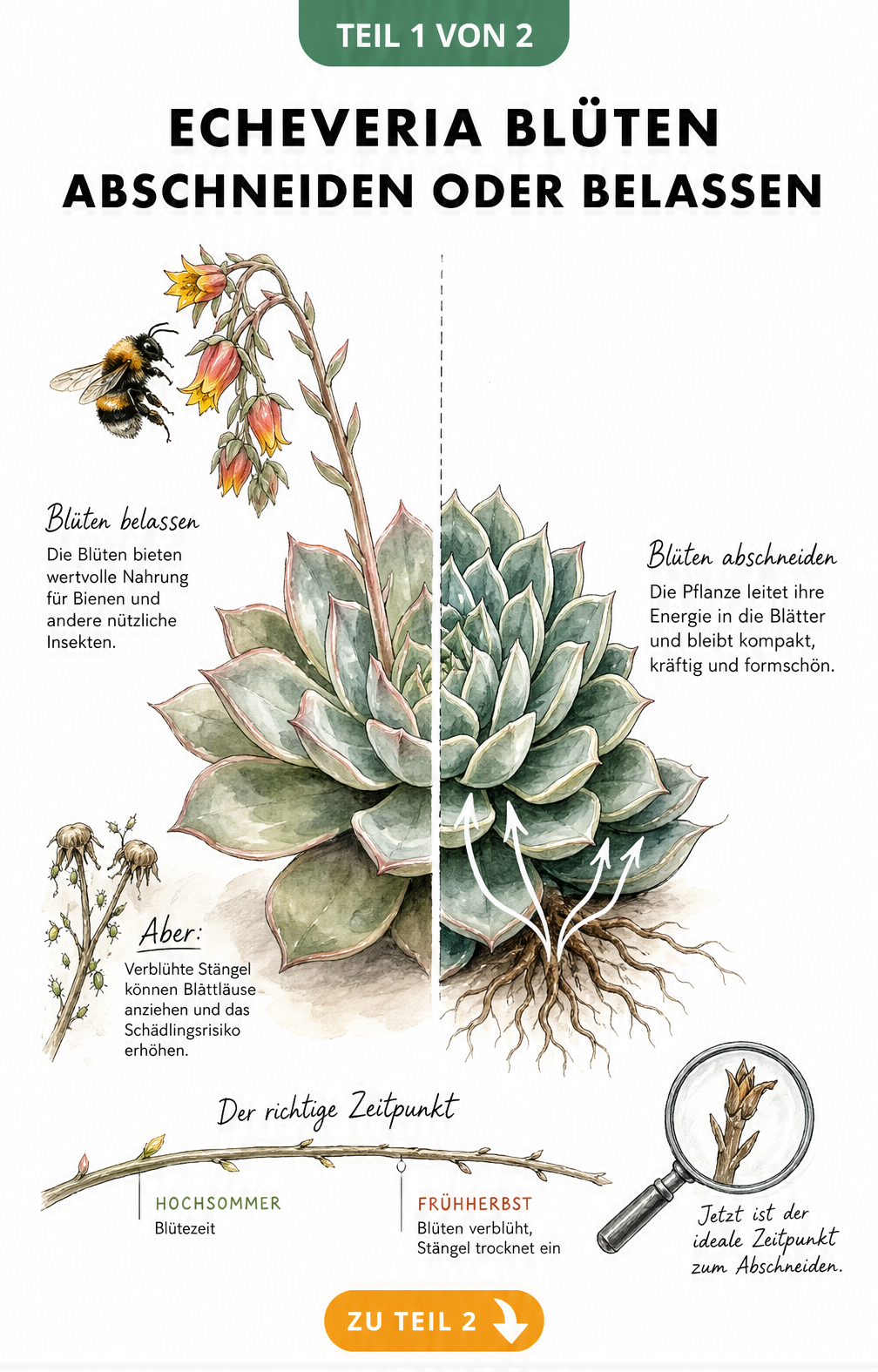 Aquarell-Illustration einer Echeveria, die links mit Blüte und Hummel sowie rechts ohne Blüte mit kräftiger Blattrosette dargestellt ist.