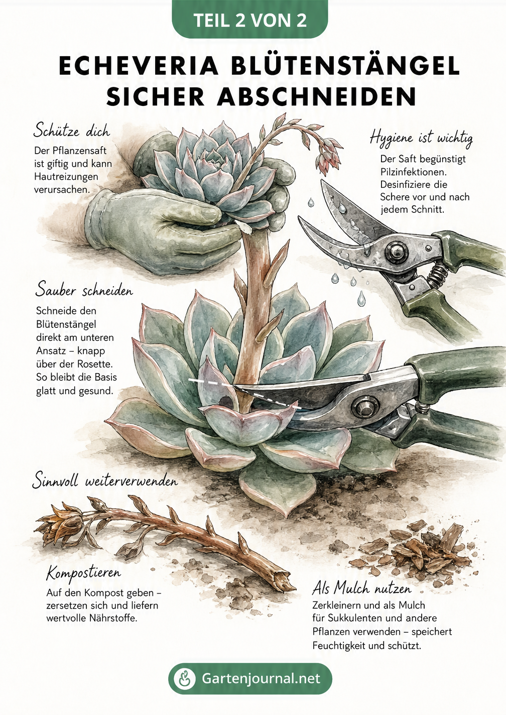 Skizze von Händen in Gartenhandschuhen, die mit einer desinfizierten Gartenschere den Blütenstängel einer Echeveria direkt über den Blättern abschneiden.