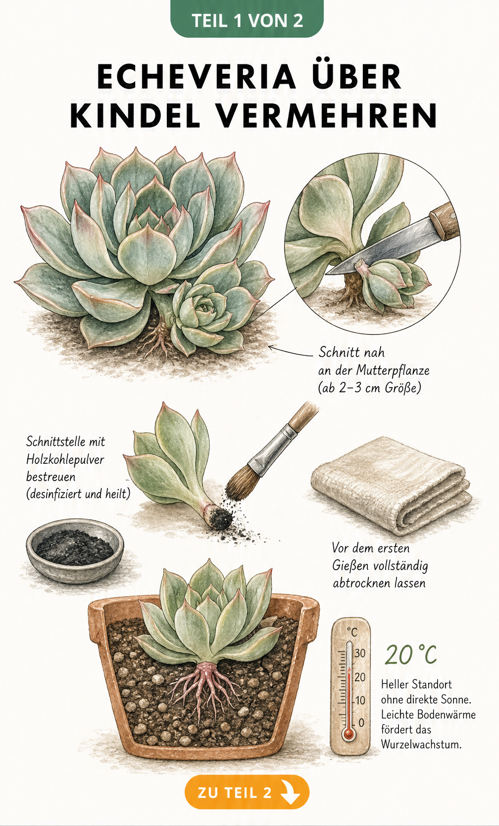 Illustration zur Vermehrung einer Echeveria durch Kindel, vom Abtrennen der Tochterrosette bis zum Einpflanzen in Kakteenerde