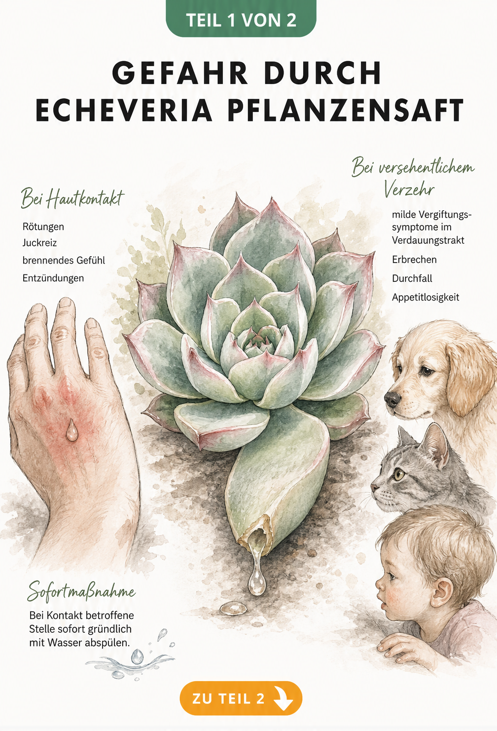 Botanische Illustration einer Echeveria mit austretendem Pflanzensaft, der auf eine Hand tropft, sowie angedeuteten Haustieren und einem Kleinkind.