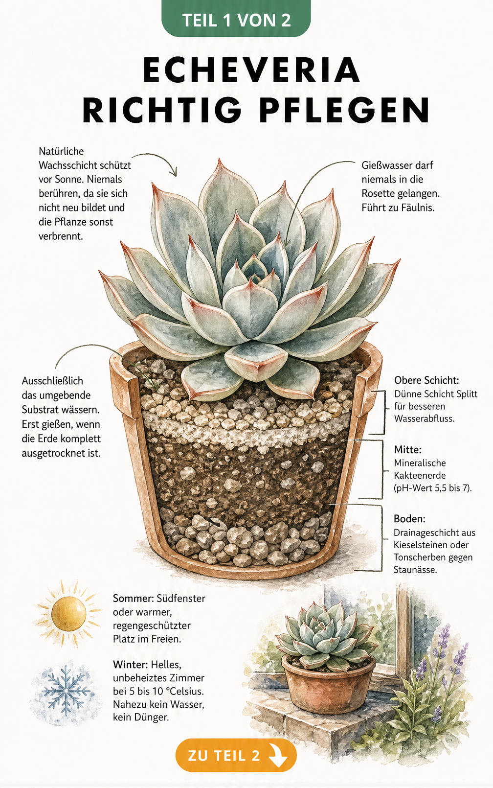 Botanische Illustration einer Echeveria im Querschnitt mit Hinweisen zu Standort, Gießen und Substratschichten