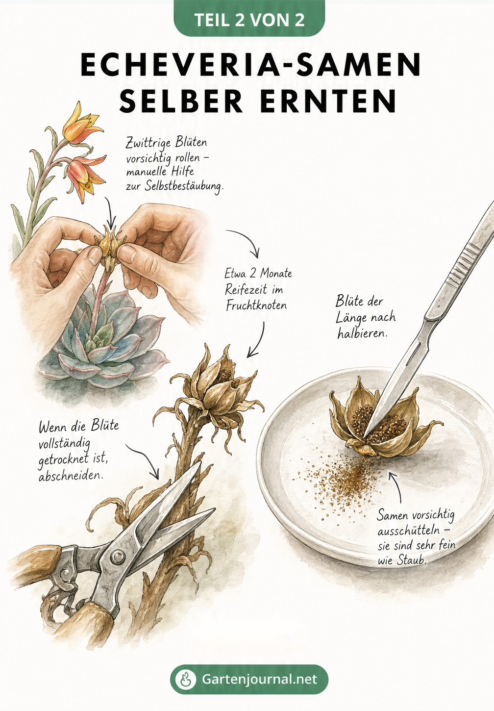 Illustration der manuellen Bestäubung einer Echeveria-Blüte und der anschließenden Samenernte mit Skalpell