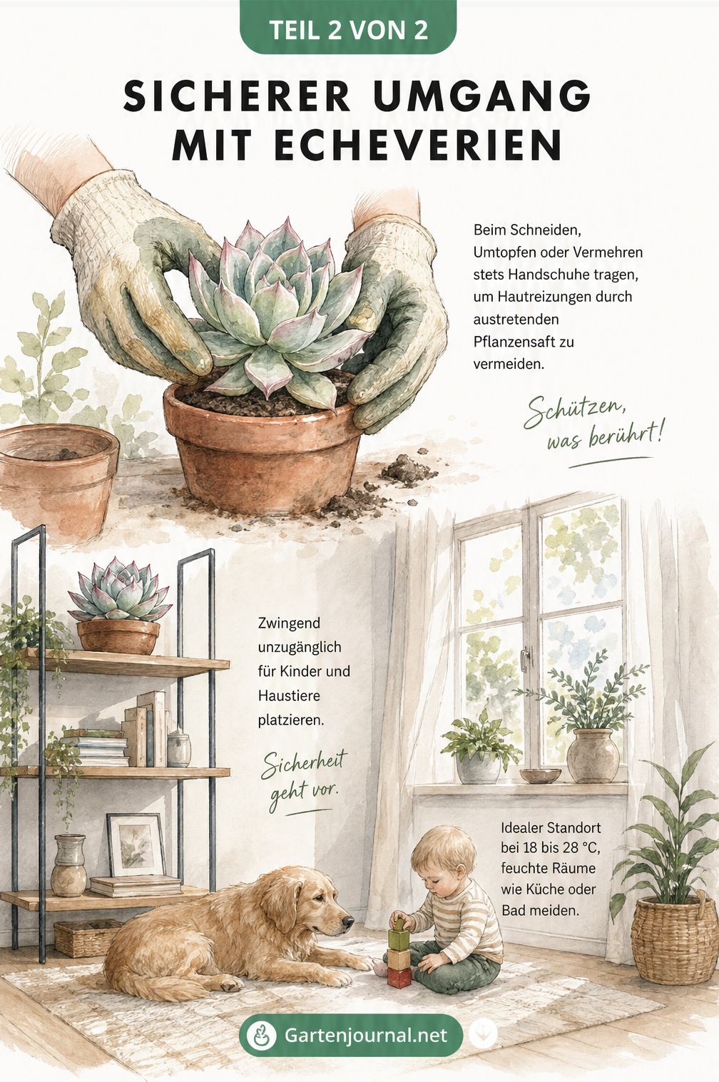 Illustration von Händen mit Gartenhandschuhen beim Umtopfen einer Echeveria und einem hellen Wohnraum mit der Pflanze auf einem hohen Wandregal.