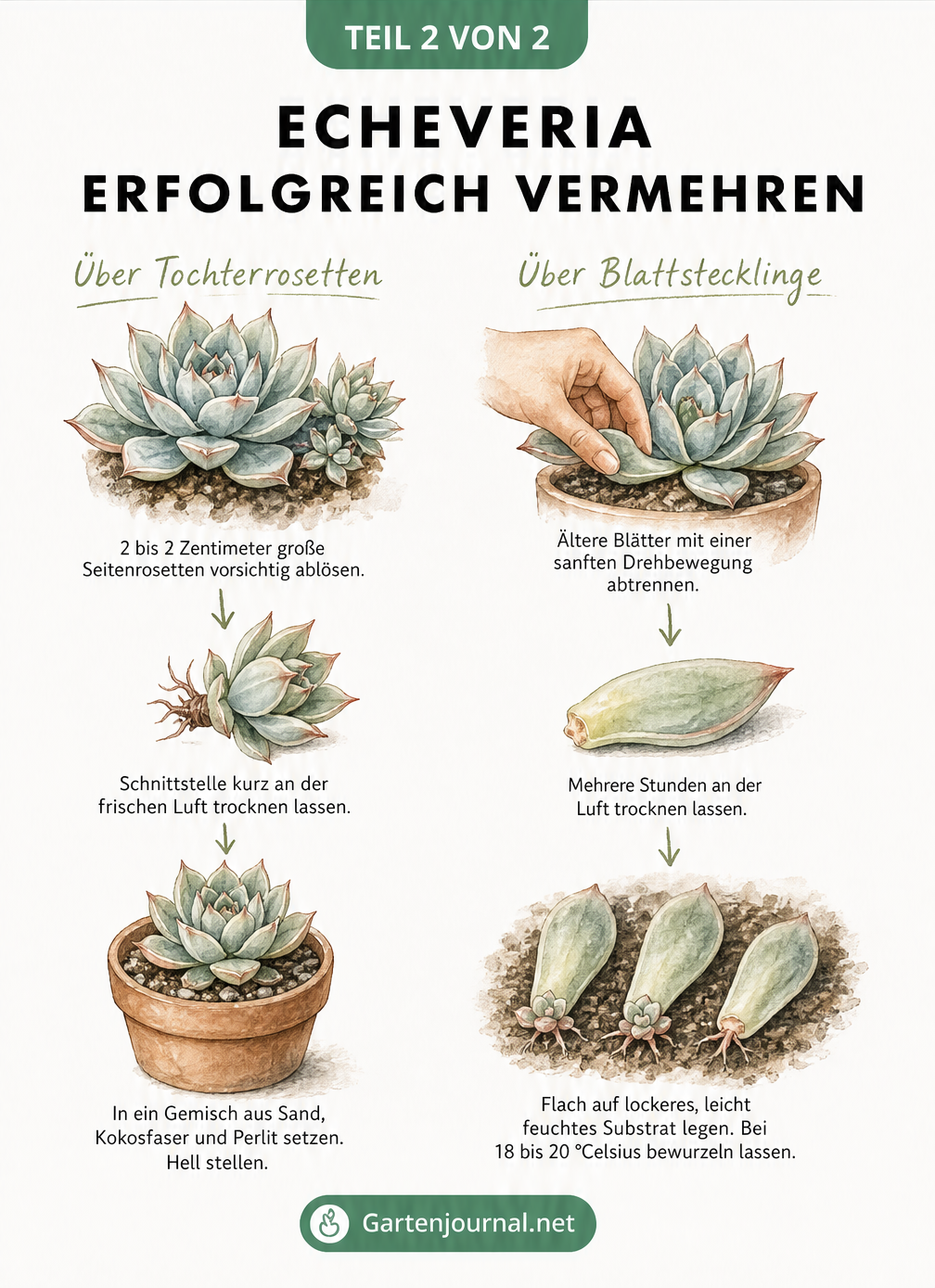 Illustration der Vermehrung von Echeverien durch Seitenrosetten und Blattstecklinge