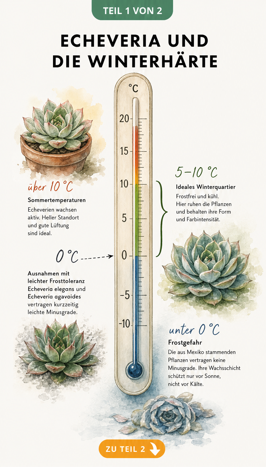 Botanische Illustration eines Thermometers, das die Frostempfindlichkeit und ideale Überwinterungstemperatur von Echeverien zeigt