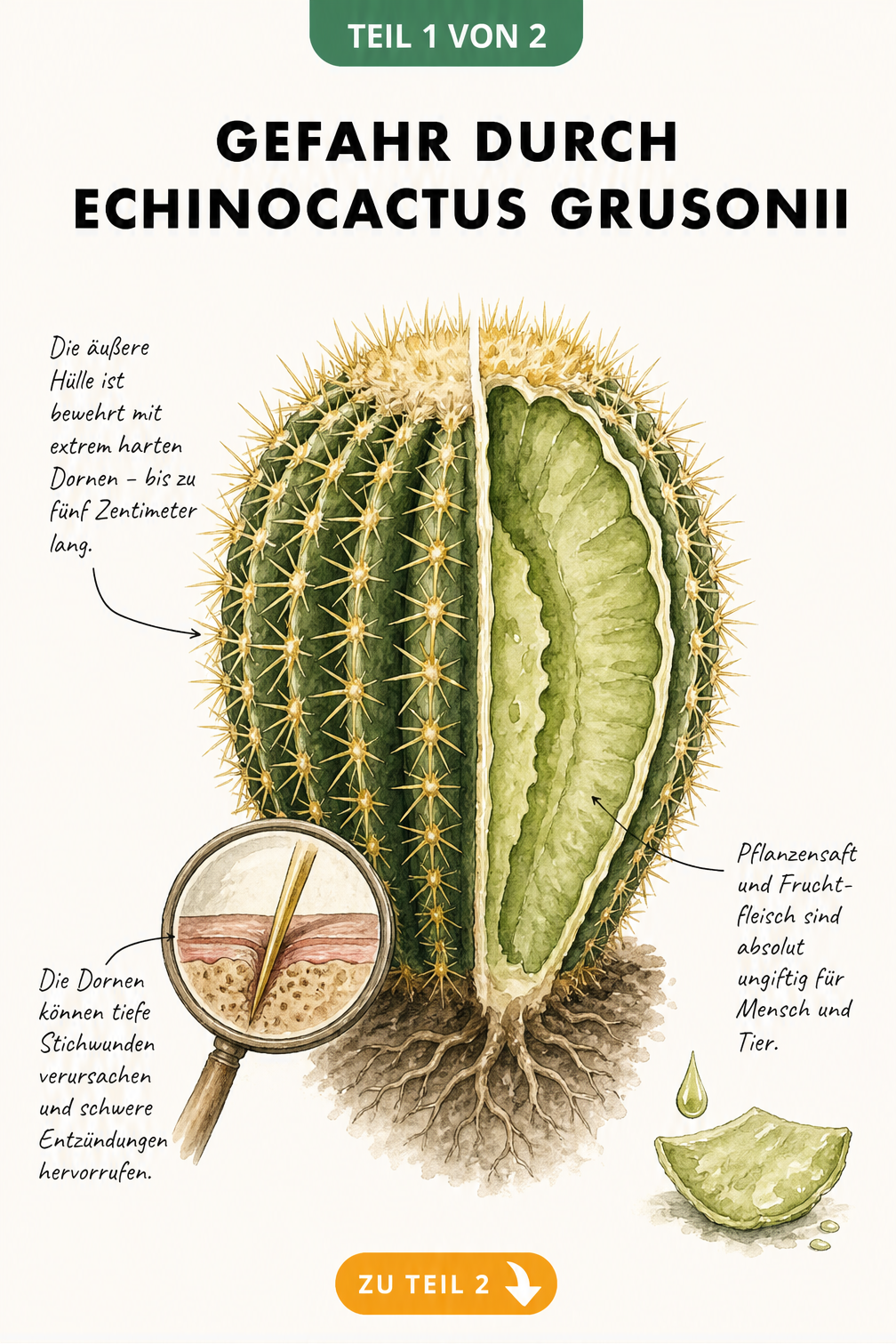 Botanische Illustration des Echinocactus grusonii mit Querschnitt, der das ungiftige Innere und die gefährlichen Stacheln zeigt