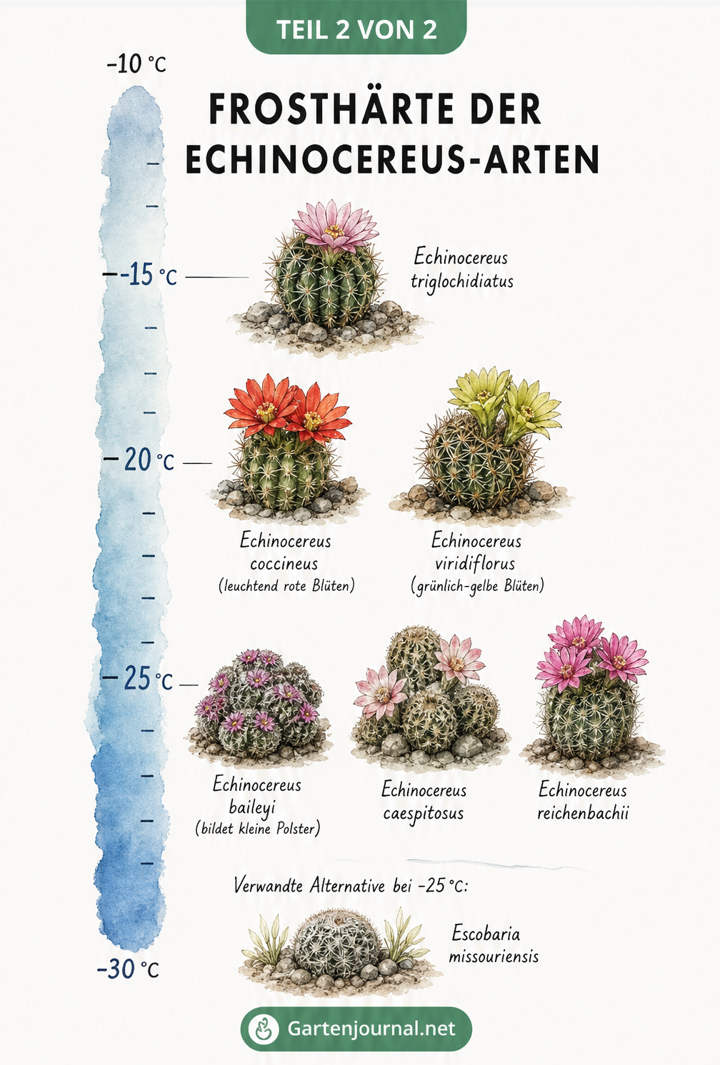 Temperaturachse mit verschiedenen Echinocereus-Arten und ihrer Frosthärte bis -25 Grad