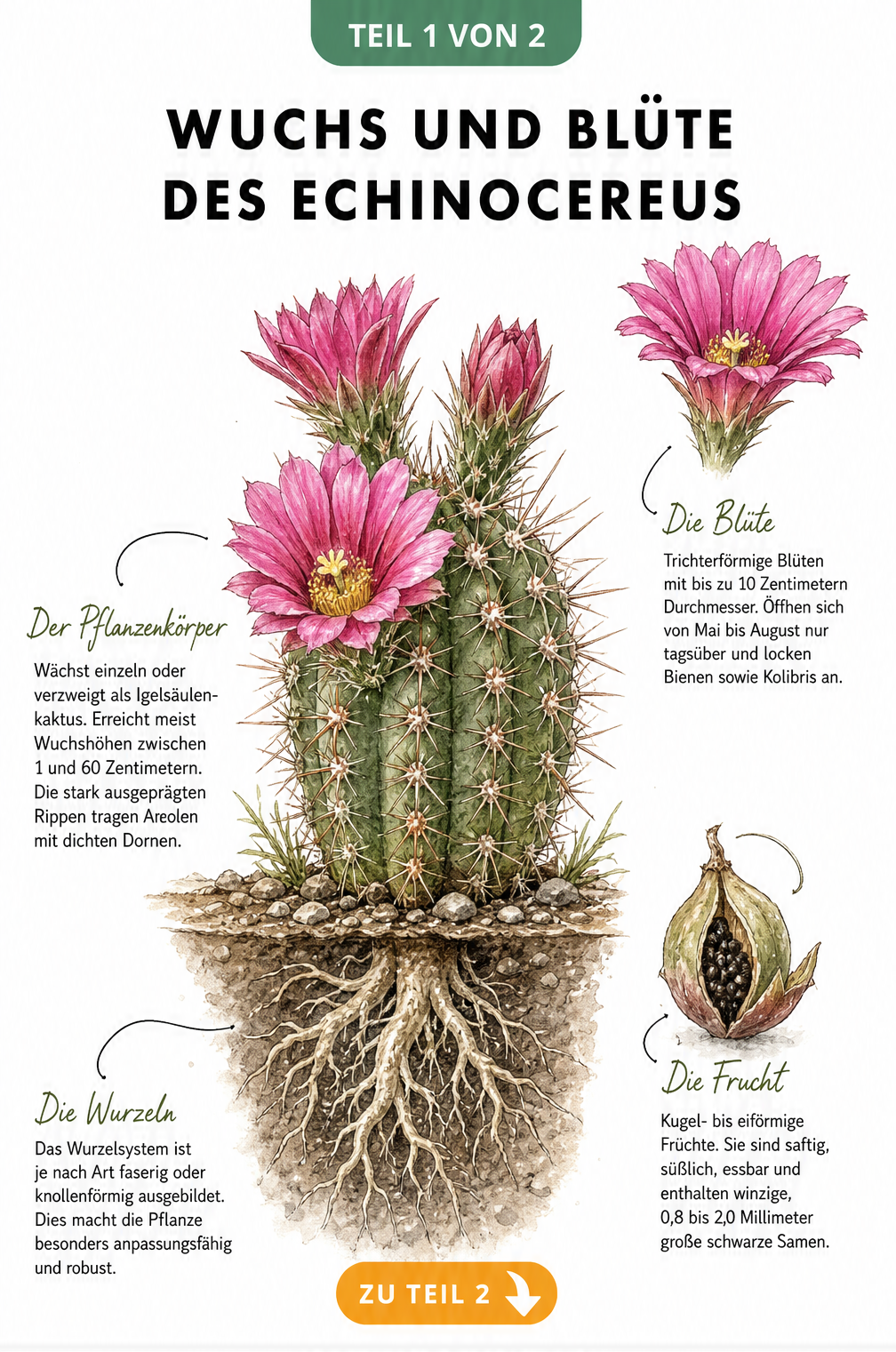 Botanische Illustration eines blühenden Echinocereus im Querschnitt mit Wurzeln, Blüten und Früchten