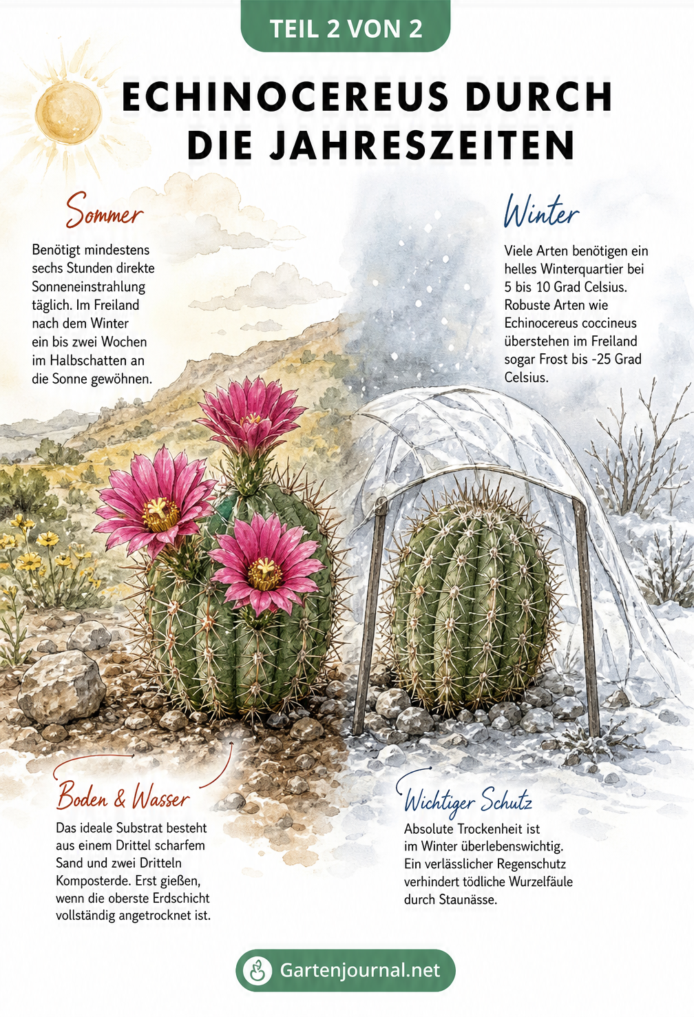 Illustration eines Echinocereus im Sommer mit Blüten und im Winter unter einem Regenschutz