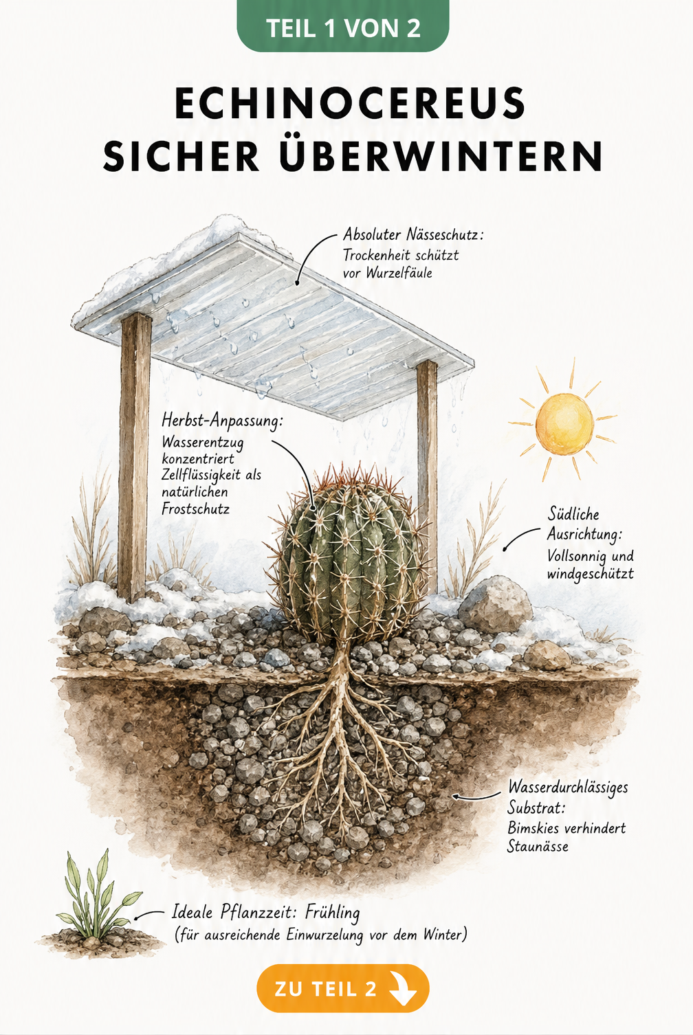 Querschnitt eines Echinocereus im Gartenbeet mit Regendach und durchlässigem Substrat