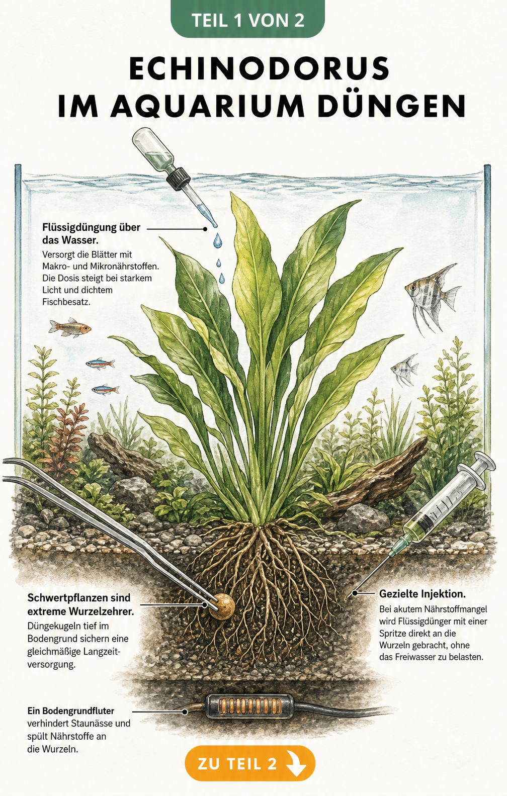 Illustration eines Aquariums mit Echinodorus-Pflanze, die über Flüssigdünger im Wasser und Düngekugeln im Bodengrund versorgt wird.