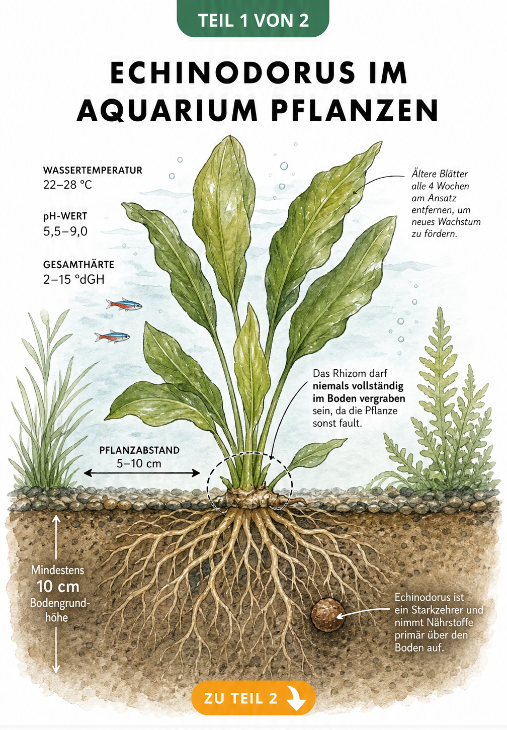 Querschnitt eines Aquariumbodens mit einer Echinodorus-Pflanze, die zeigt, dass das Rhizom nicht vollständig vergraben ist, inklusive Wasserwerten und...