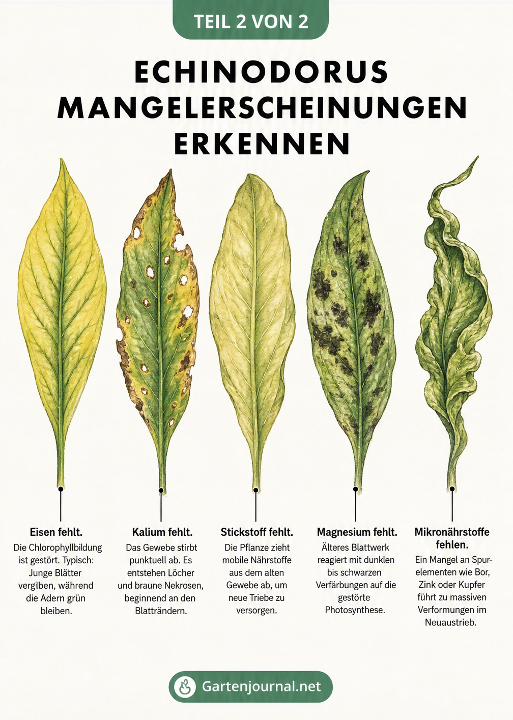 Fünf Echinodorus-Blätter mit verschiedenen Mangelerscheinungen wie gelben Blättern, braunen Flecken und verkrüppelten Spitzen.