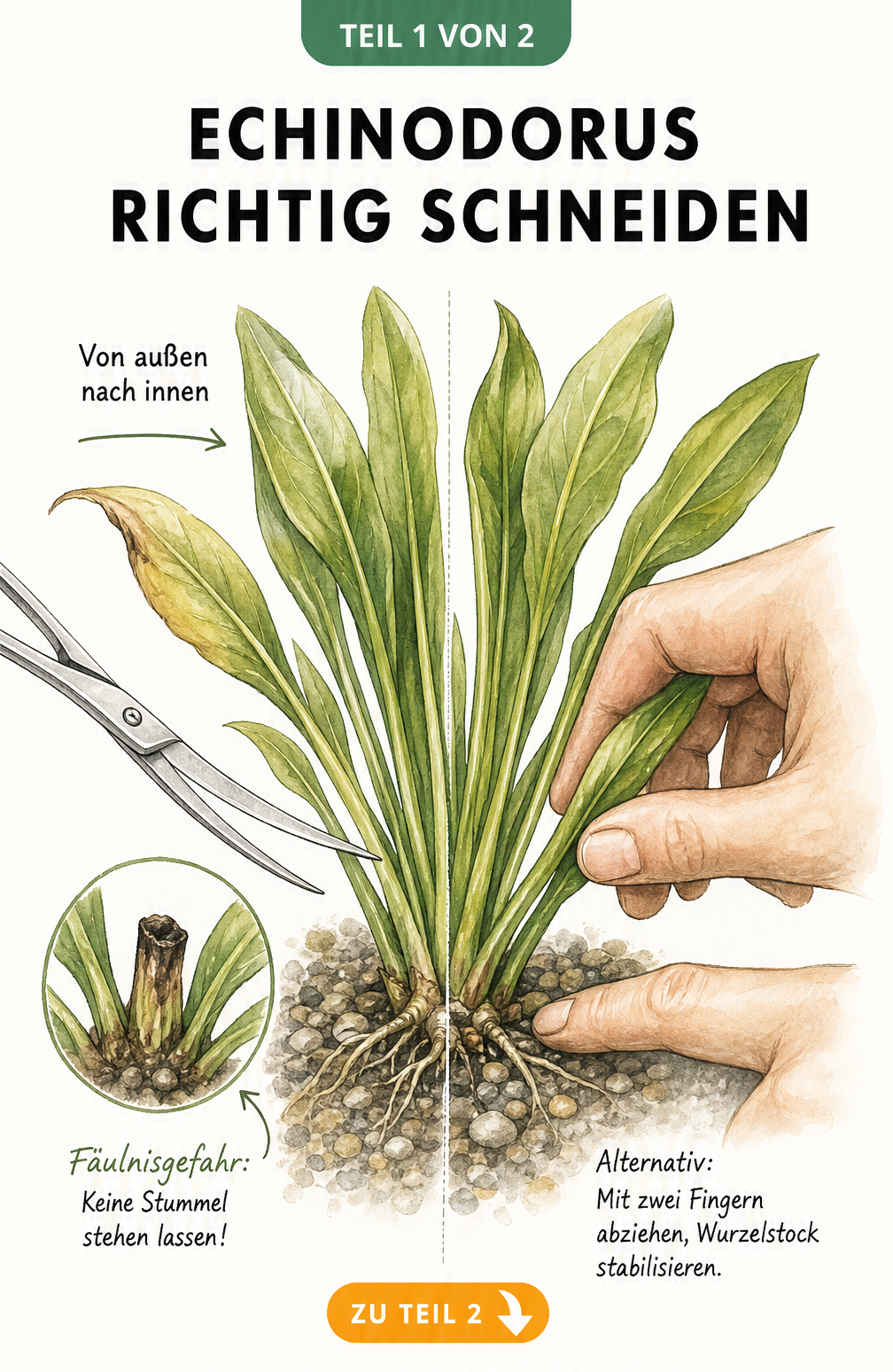 Illustration einer Echinodorus im Aquarienkies, die zeigt, wie man Blätter von außen nach innen mit einer Aquaristik-Schere schneidet oder mit zwei Fingern...