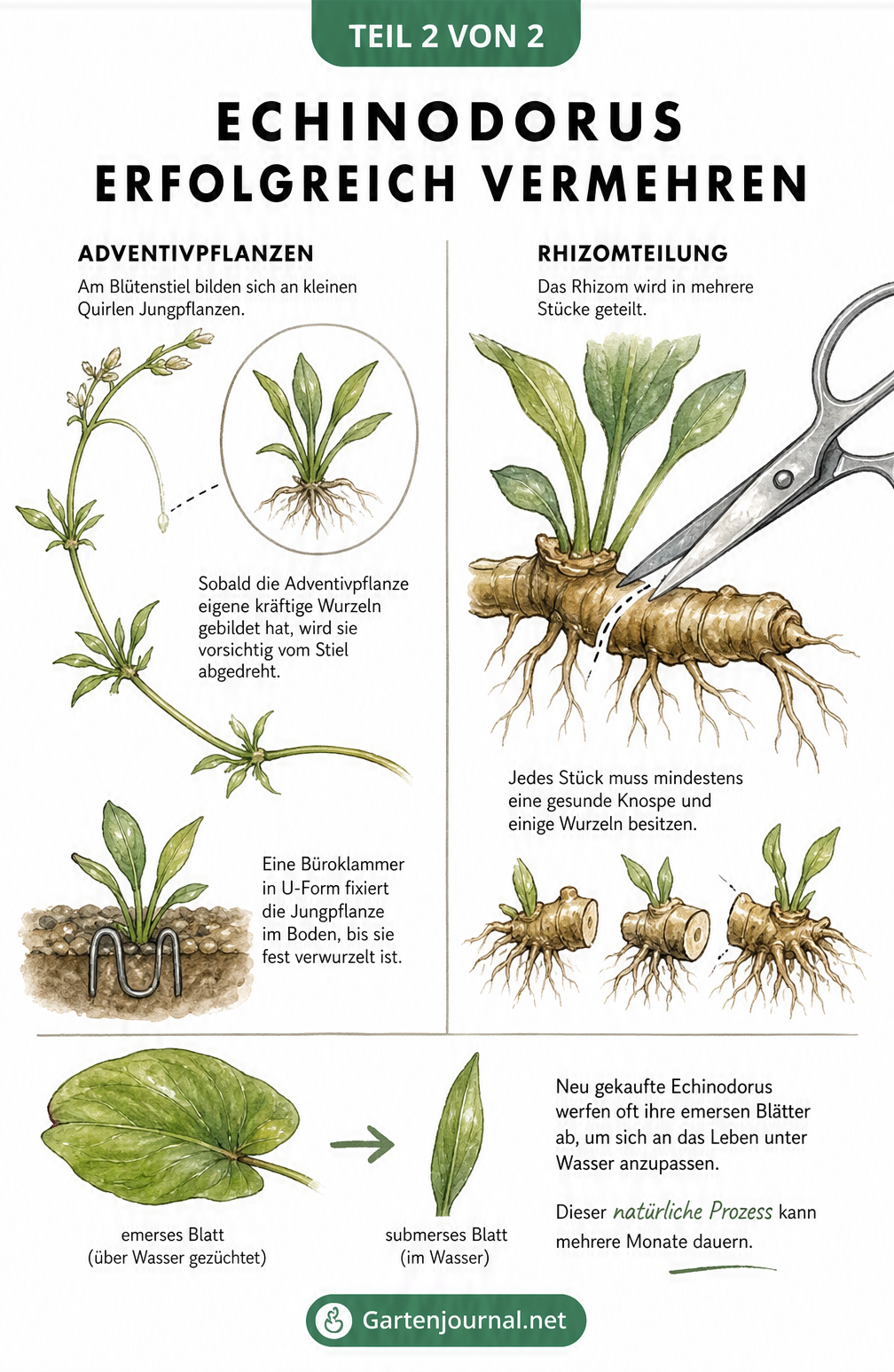 Illustration der Vermehrung von Echinodorus durch Adventivpflanzen am Blütenstiel und durch Rhizomteilung, sowie der Blattabwurf nach dem Kauf.