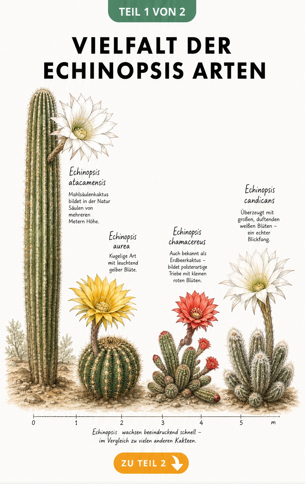 Botanische Illustration von vier Echinopsis-Arten mit unterschiedlichen Wuchsformen und großen Blüten