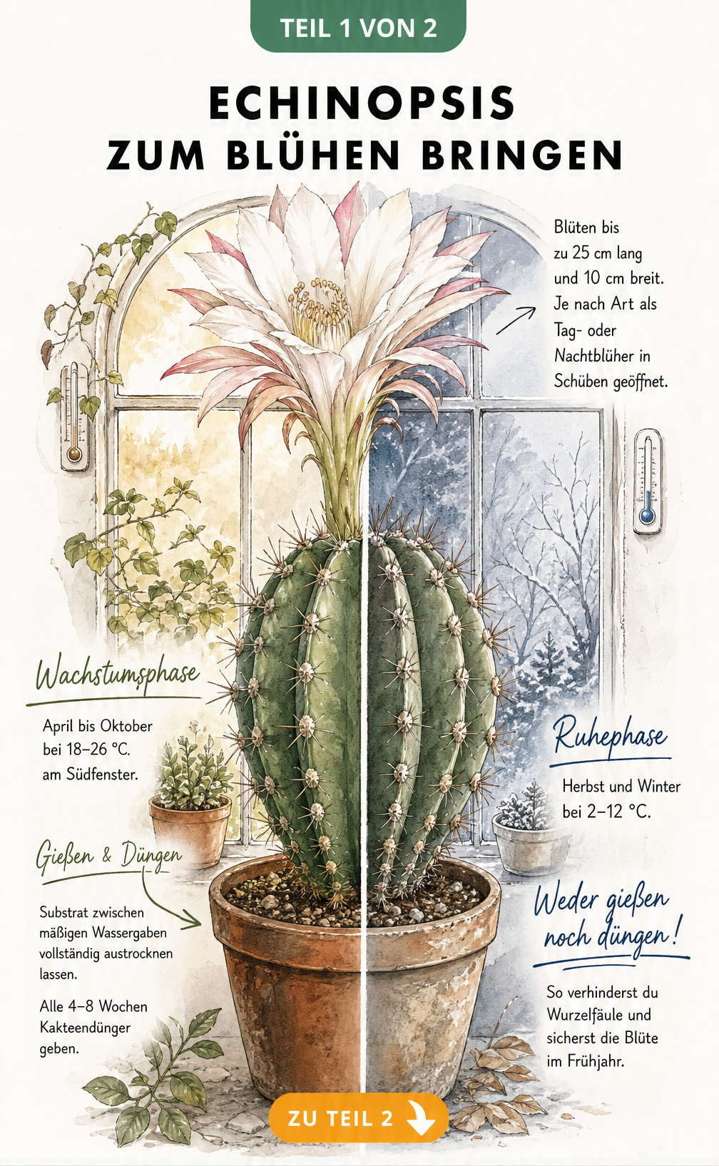 Illustration eines Echinopsis-Kaktus im Sommer und Winter mit Pflegehinweisen zu Temperatur, Gießen und Düngen