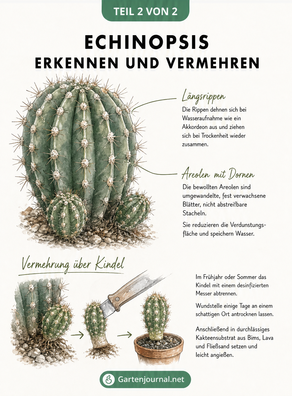 Anatomische Zeichnung eines Echinopsis-Kaktus mit Erklärung der Rippen, Areolen und der Vermehrung durch Kindel