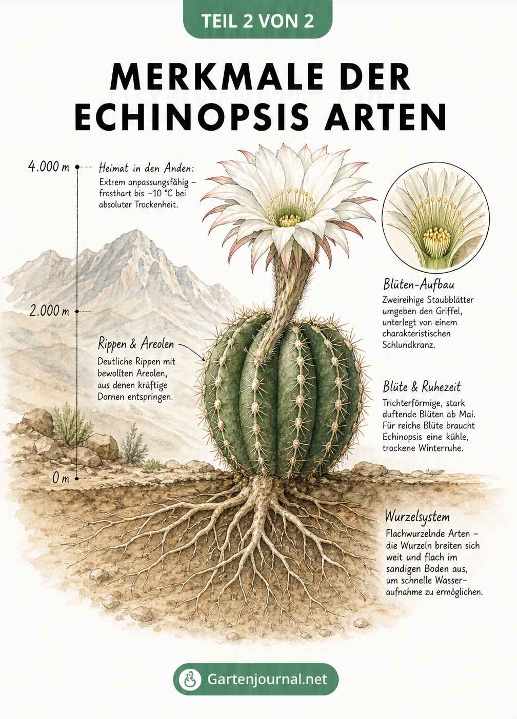 Querschnitt einer Echinopsis-Pflanze mit flachem Wurzelwerk, Rippenstruktur und detaillierter Blüte